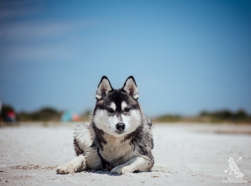 huskyhuddle: A girl has to get some color on the beach, layin’ out and showin’ off. 