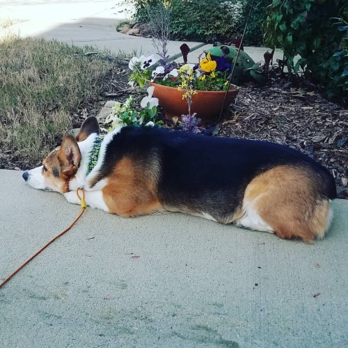 Sigh&hellip; I&rsquo;m bored. #aDORAble #doralucycorgipants #corgisofinstagram #corgiworld #corgina