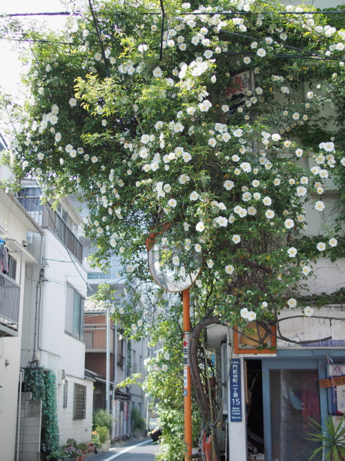 megazal: 白い花 (via Neconote)