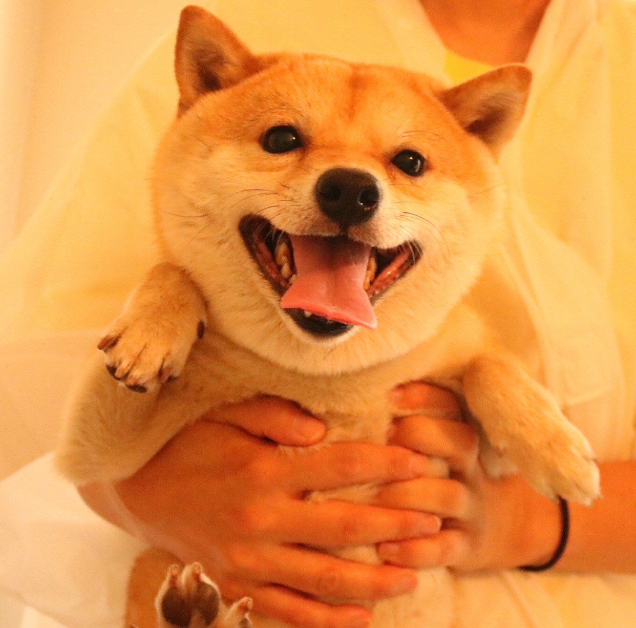 mustardtigress:chiyo bath time