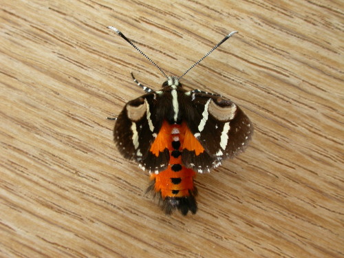 onenicebugperday: Common whistling moth, Hecatesia fenestrata, NoctuidaePhotographed in Australia In