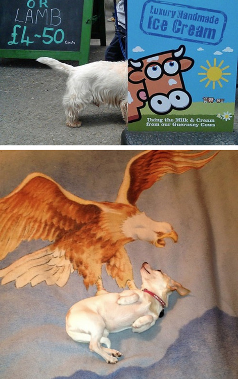 tastefullyoffensive:  Perfectly Timed Dog Photos [boredpanda]Previously: Before and After Pictures of Animals Growing Up 