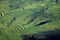 the rice terraces we walked through