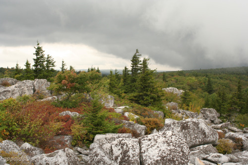 appalachianphotojournal:Storm on the Mountain: Dolly Sods, West Virginia (September 2006)What makes 