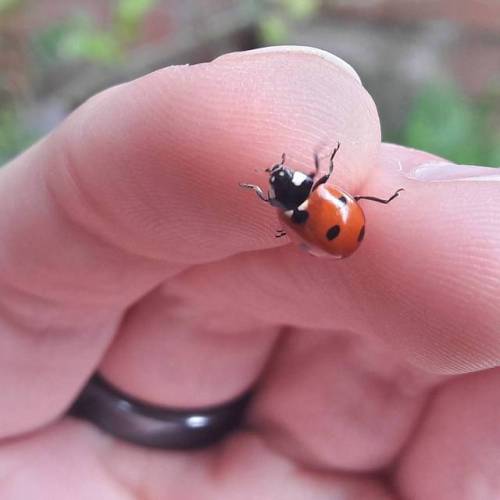 Springtime friendtime #ladybugs #bugsarefriends #fingers