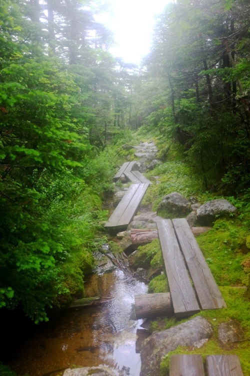 pedrodynomite:Bog walkin’ through the New Hampshire Appalachian Trail.