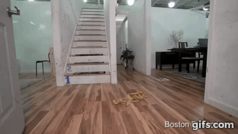 defilerwyrm:  laughingsquid:  Hey SpotMini, look out for that banana peel. Whoops!