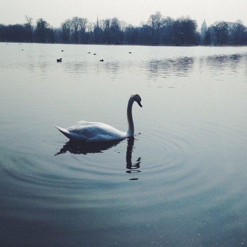 Malefiche creature #hydepark #swan #jogging #london #vscam #vscocam #morning #伦敦 #天鹅 Swan in Chinese