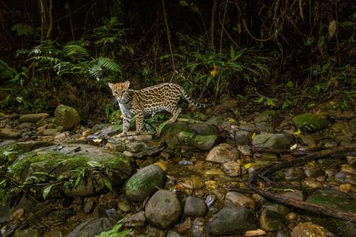 .National Geographic