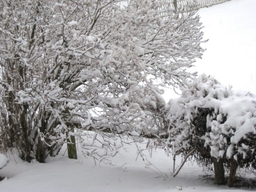 Snow day. It’s still falling.