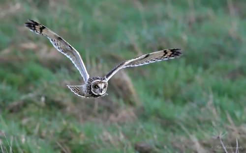 Short-eared Owl by PETEJLB Short-eared Owl, Salisbury Plain Wiltshire UK flic.kr/p/2joZMKe