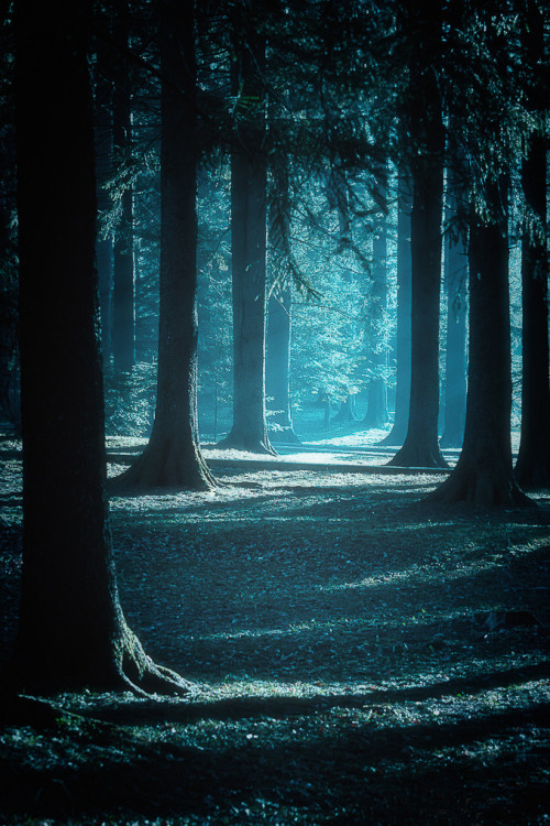 favorite-season: Moonlight path by Linda Blazic Mirosevic