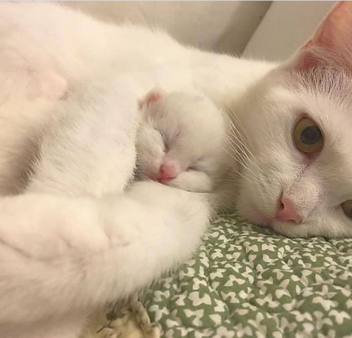 bringmecatsposts:  Cutest little catto offspring. via https://ift.tt/3ccuwBt   Me holding princess. 
