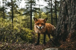 everythingfox:Forest fox