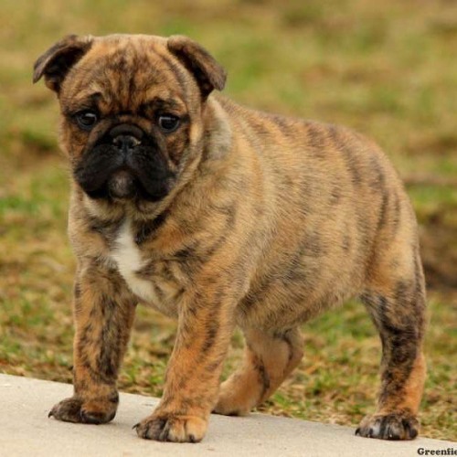 The Mini Bulldog for your consideration: is a “CROSS” between a Bulldog and Pug. This can’t be consi