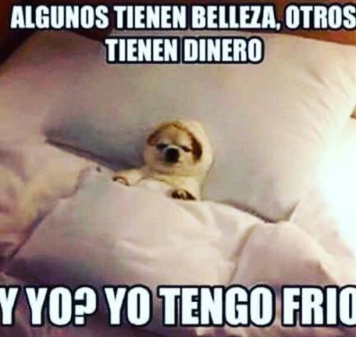 bianksy:#yo soy todos estos perritos#je suis touts ces chiens