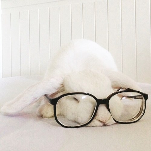 veryfatbunny: Fri-nally! #pooped #