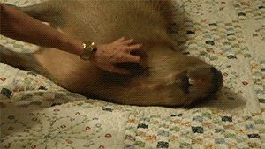 aardwolfpack:The capybara (Hydrochoerus hydrochaeris), the largest and cuddliest rodent in the world