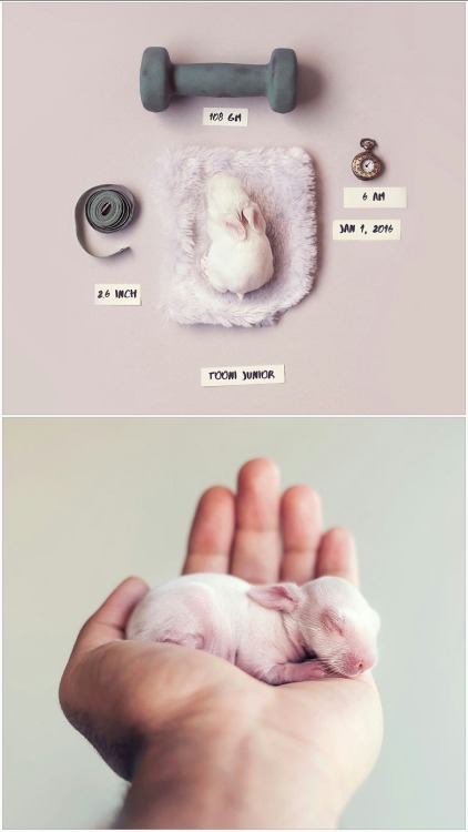 lolawashere:I Did A Newborn Photo Shoot With My Baby Bunny