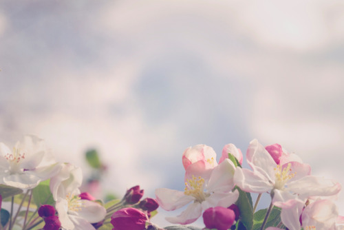 ponderation:Flowers by Marivi Pazos