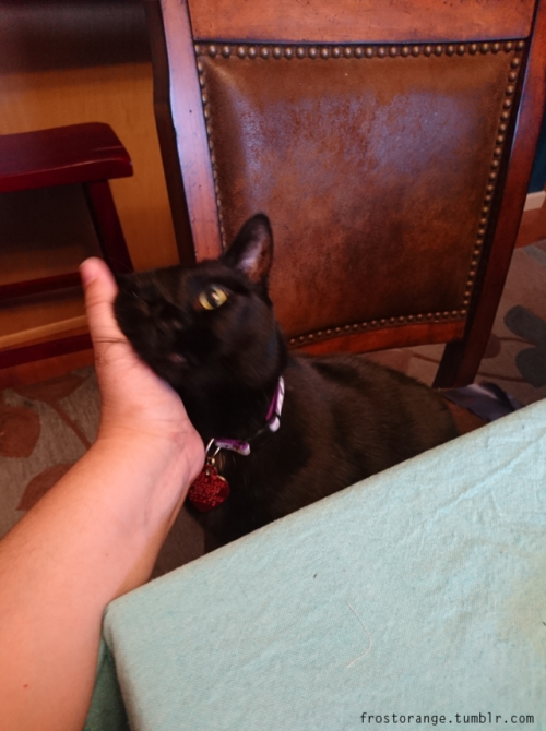 Charcoal with her little blep, helping me sew.  All the pets please.