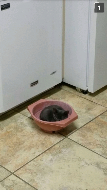 jeffgoldblum236: Look at this picture of my roommates cat in a pasta strainer