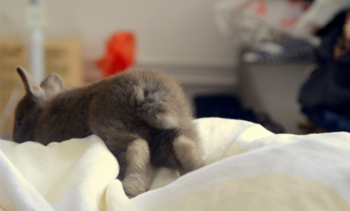 sokeeponmarching:  Cookie is just chillin on my bed.  He’s 11 weeks old now :). 