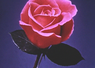 Roses, Bel Air, Take Me There. Ive Been Waiting To Meet You.