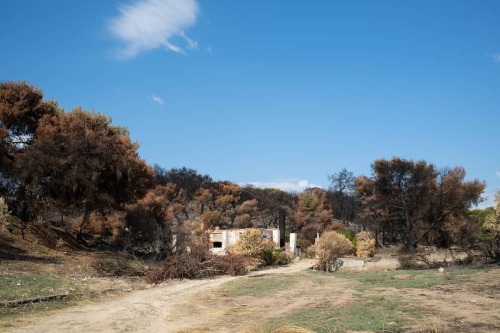 Kechries, Greece, 2021 #kechries #korinthia #peloponnese #burned #wildfire #landscape #photography  