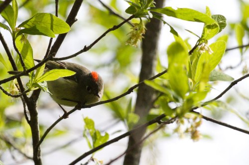 ruby-crowned kinglets! my first time seeing their cute little crowns :)