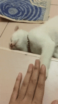 catgifcentral: Pat Pat Pat