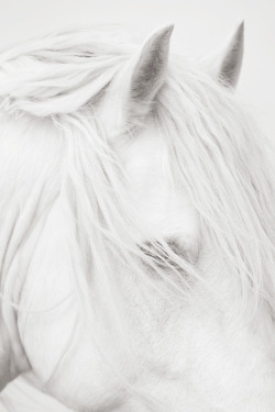 minimalwhite:White Horses by Drew Doggett