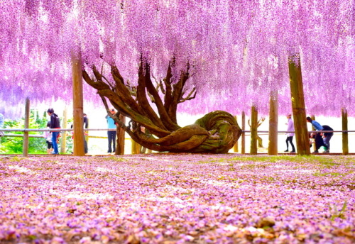 placesandpalaces:Kawachi Fuji Botanical Gardens, Japan fantasy