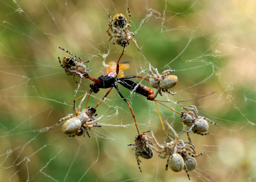 invertebrates: onenicebugperday:African social spiders, Stegodyphus dumicola, Eresidae (velvet 