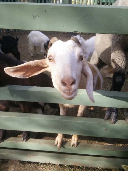 Attention seeking goat at ren fest!