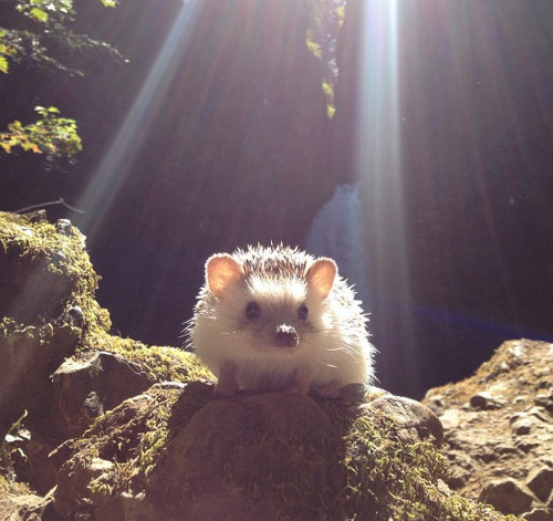 tastefullyoffensive:  The Many Adventures of Biddy the HedgehogRelated: The Many Expressions of Marutaro the Hedgehog 