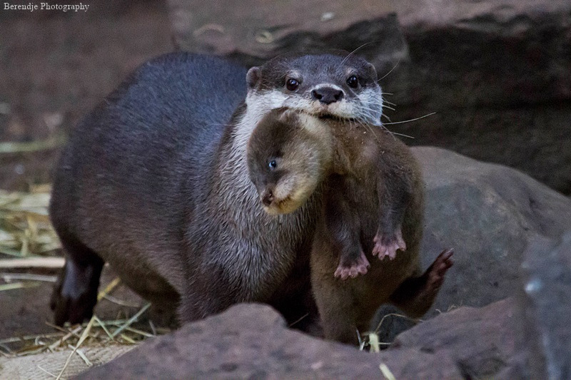 ifuckingloveotters:
“ European otter - Otter (by Berendje Photography1)
”