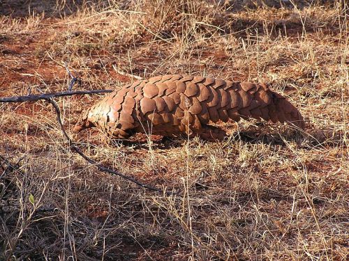 cool-critters:Ground pangolin (Manis temminckii)The ground pangolin is one of four species of pangol