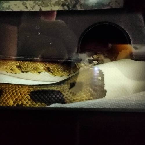 housebatbetta:Lmao oh no, you poor noodle. I’ll get you a better hide in there