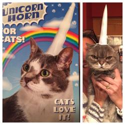 cuteanimalspics:  He loves being an unicorn! http://t.co/prl52tDZl6 