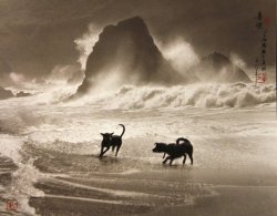 poboh:  Playing in the Waves, 1982,　單雄威 / Don Hong-Oai. Chinese Photographer (1929 - 2004) 