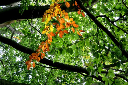 The colors of fall | Malmö, Sweden.