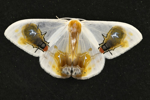 Moth Of The Week