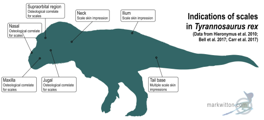 headspace-hotel:mezduin:hummingyogurt:  timetravelonion:hummingyogurt:the-original-b:the-original-b:Here’s one good thing to come out of 2020:Paleontologists completed a life-sized replica of Sue, the most complete T. Rex ever found.And she is freaking