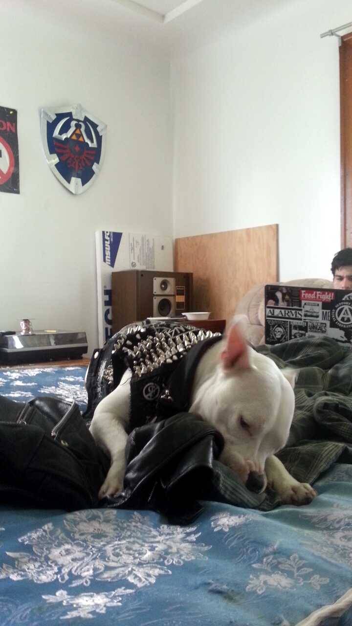 not-punk:  I put my vest on Richie and he had such a good time 