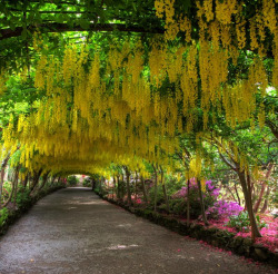 travelthisworld:  Laburnum Arch Tyn-y-groes,