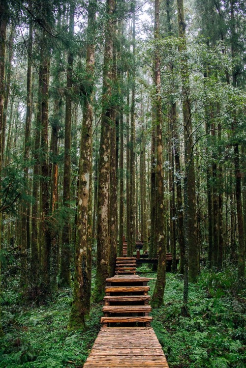 satakentia:Ming Zhi Forest, Taiwan (by Jesus in Taiwan)