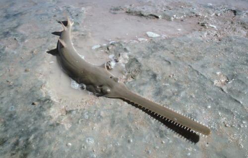 Sawfish are sometimes called “carpenter sharks”, but they are actually members of the ray family.  T