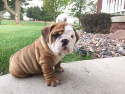 babyanimalgifs:  THE ROLLS.