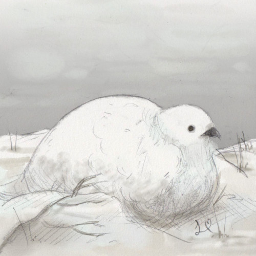 foggyfenmonster: BIRDTOBERDAY 5: White-tailed Ptarmigan (Lagopus leucura) i for one am looking forwa